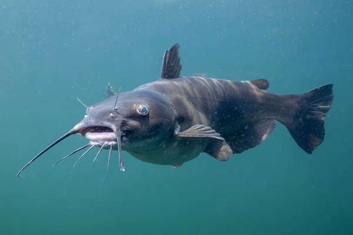 Catfish